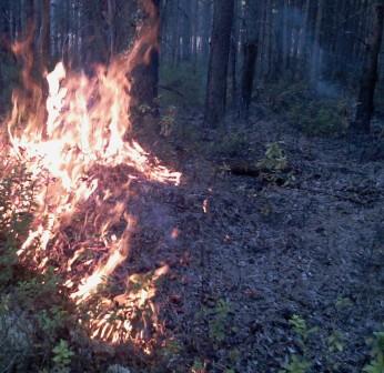 лесной пожар уничтожает всё живое на своём пути