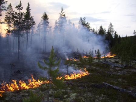 лесные пожары это беда Российских лесов