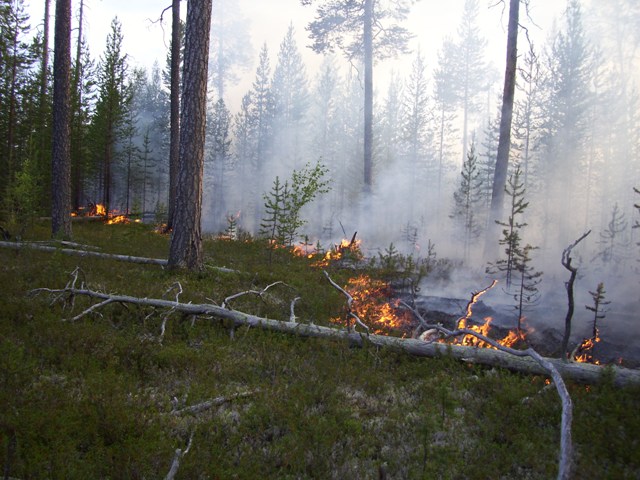 огонь уничтожает лес